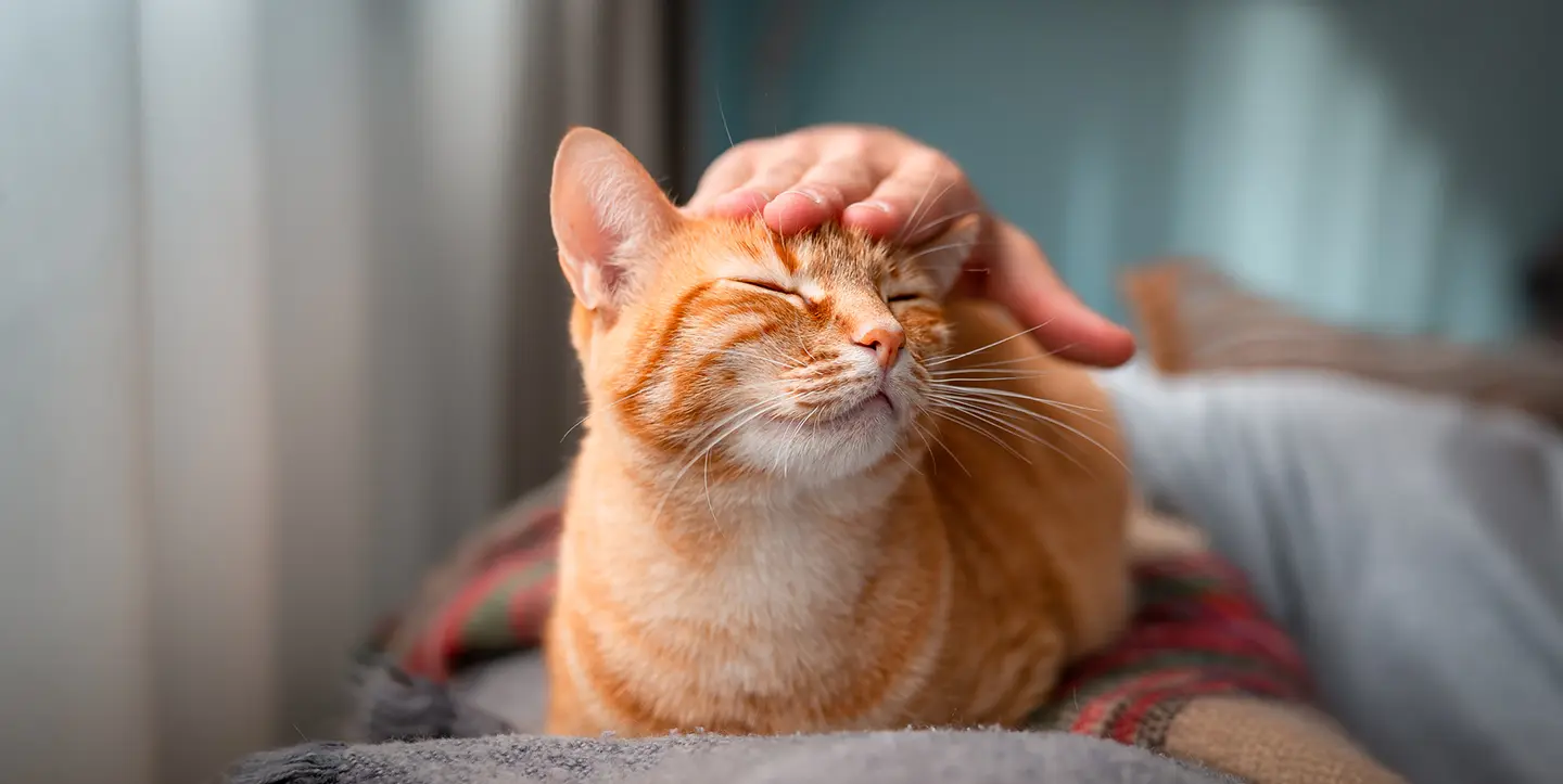 Happy cat getting petted